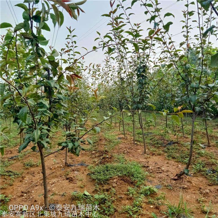 意大利研发出半固态锂氧电池能量密度高达1000Wh/kg‘kaiyun开云官方在线登录’(图2) kaiyun开云网页版