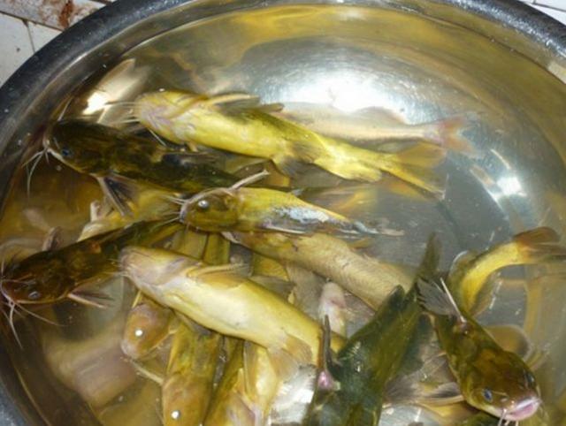 kaiyun网页登录入口:上街区外国语小学举行“不忘初心、牢记使命”主题教育岗位大练兵活动(图2) kaiyun开云官方在线登录