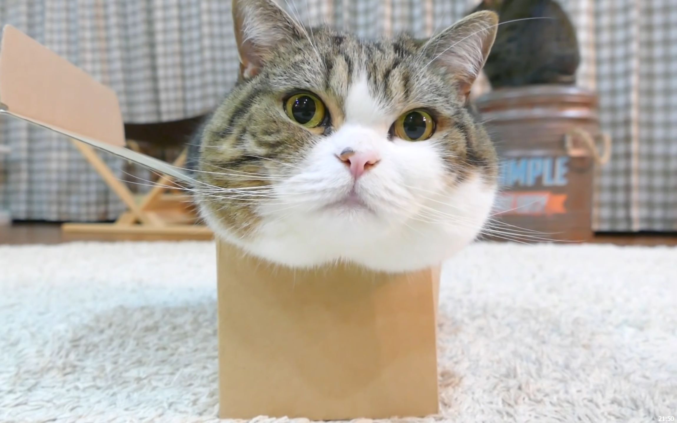 kaiyun开云网页版