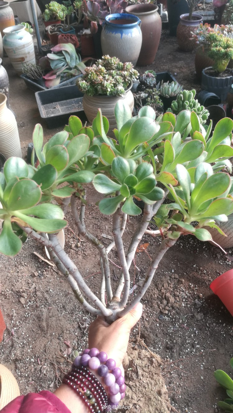 iOS 13.4首个公测版放出:一大波更新降临:kaiyun开云网页版(图1) kaiyun开云网页版