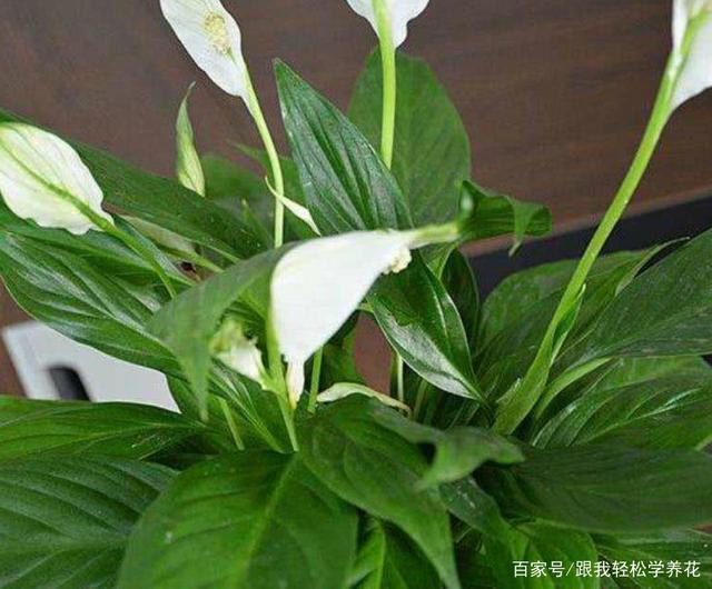 kaiyun网页登录入口